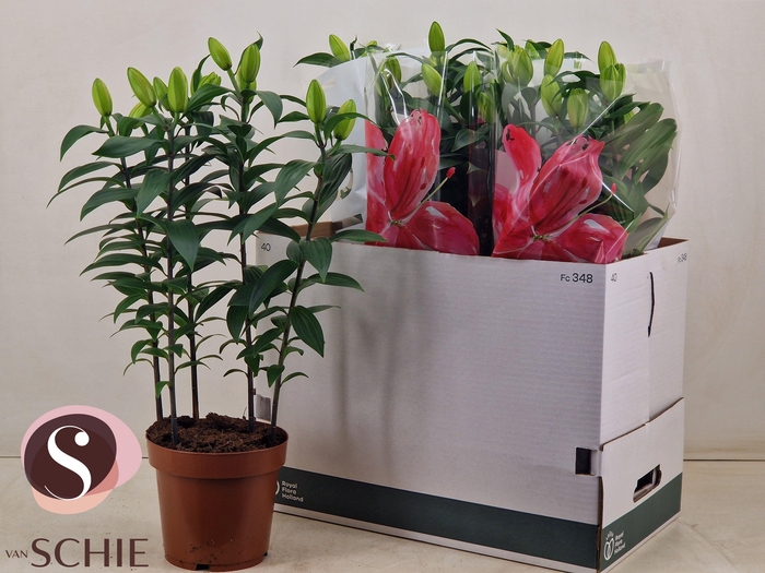 <h4>LIL OR DU RL ZETA</h4>