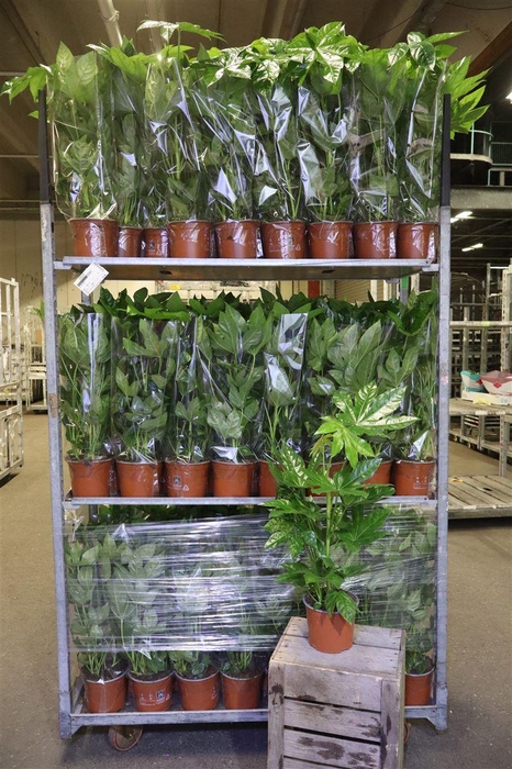 <h4>arr8 Fatsia Ov</h4>