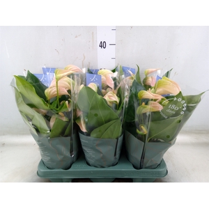 Anthurium andr. 'Joli Peach'