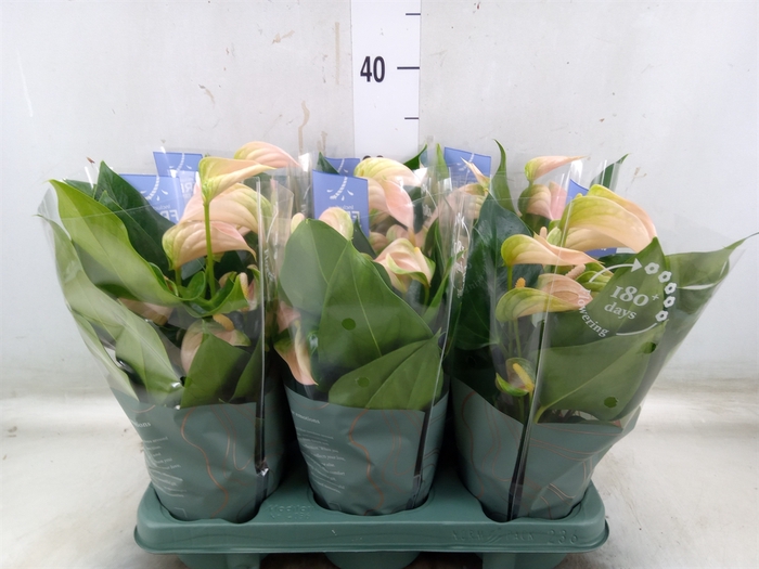 <h4>Anthurium andr. 'Joli Peach'</h4>