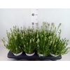 Lavandula interm. 'Edelweiss'