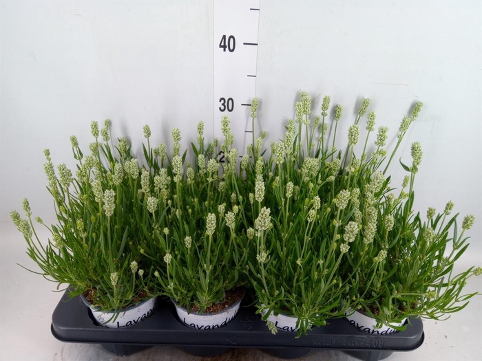 <h4>Lavandula interm. 'Edelweiss'</h4>
