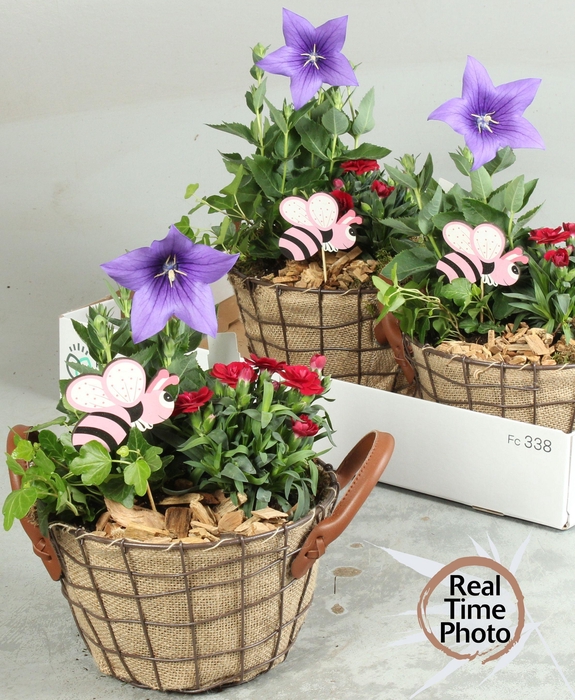 <h4>Arr Tuinplanten</h4>