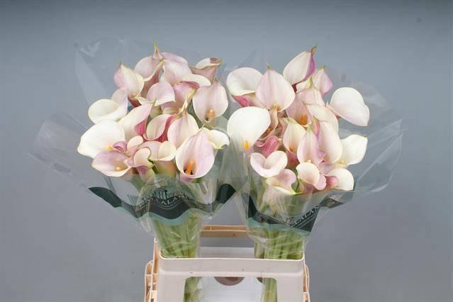 <h4>ZANT BLUSHING LADY</h4>