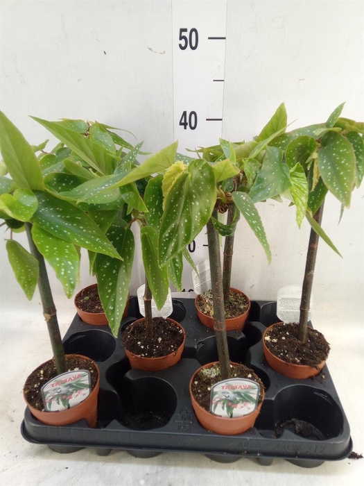 <h4>Begonia  'Tamaya'</h4>