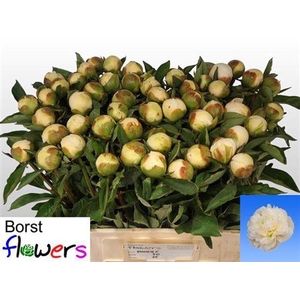 Paeonia Lactiflora Grp 'Duchesse de Nemours'