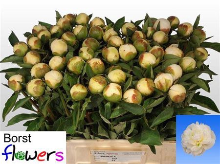 <h4>Paeonia Lactiflora Grp 'Duchesse de Nemours'</h4>