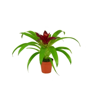 Guzmania Intro