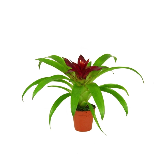 <h4>Guzmania Intro</h4>