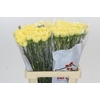 Dianthus St Reina Oro