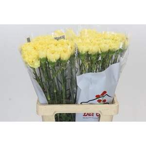 Dianthus St Reina Oro