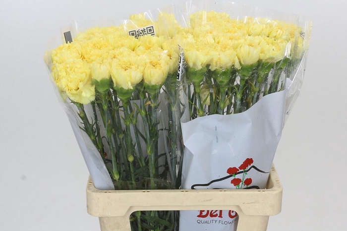 Dianthus St Reina Oro