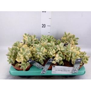 Cotyledon tome. ladys.