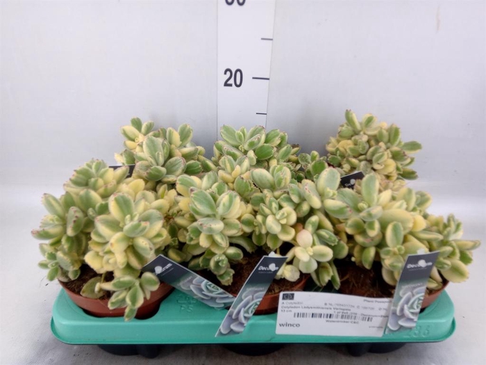 <h4>Cotyledon tome. ladys.</h4>