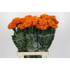 Tagetes Marigold Promise Orange