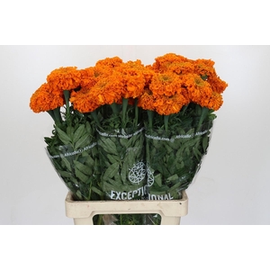Tagetes Marigold Promise Orange