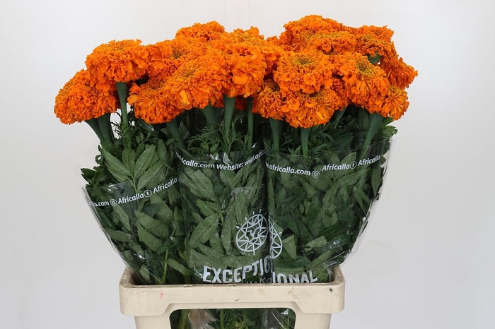 <h4>Tagetes Marigold Promise Orange</h4>