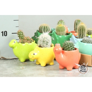 CACTUS OV