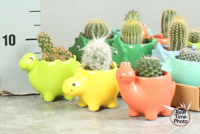 <h4>CACTUS OV</h4>