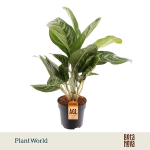 Aglaonema Green Sun