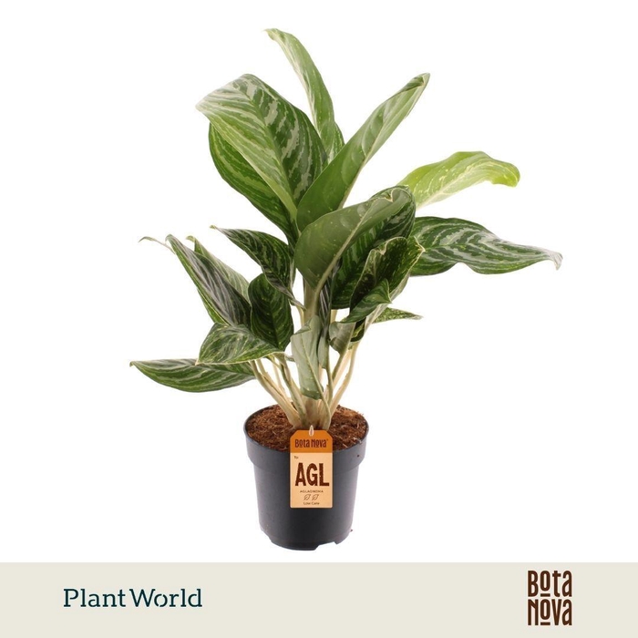 <h4>Aglaonema Green Sun</h4>
