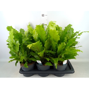 Asplenium nidus 'Campio'