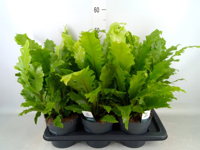 <h4>Asplenium nidus 'Campio'</h4>