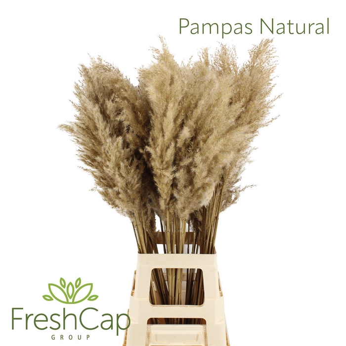 <h4>Pampas Natural</h4>