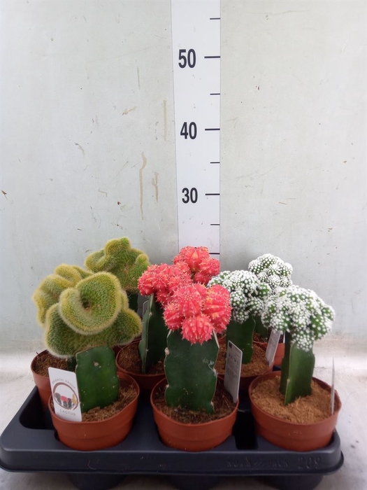 <h4>Cactus   ...mix</h4>