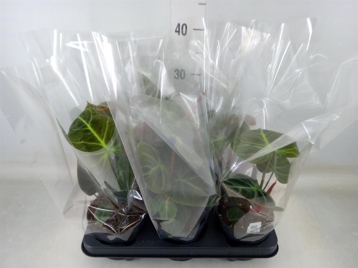 <h4>Philodendron   ...</h4>