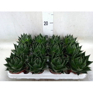 Aloe aristata 'Cosmo'
