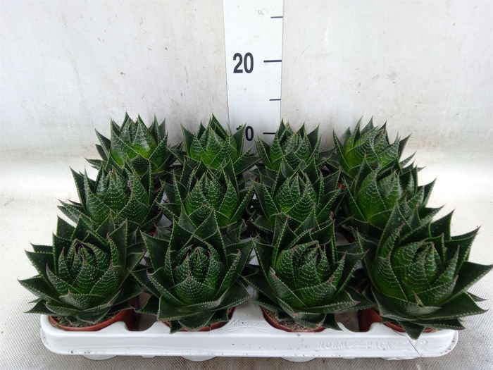 <h4>Aloe aristata 'Cosmo'</h4>