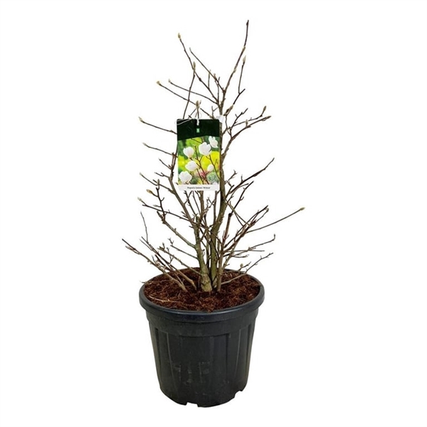 <h4>Magnolia loebneri 'Wildcat'</h4>
