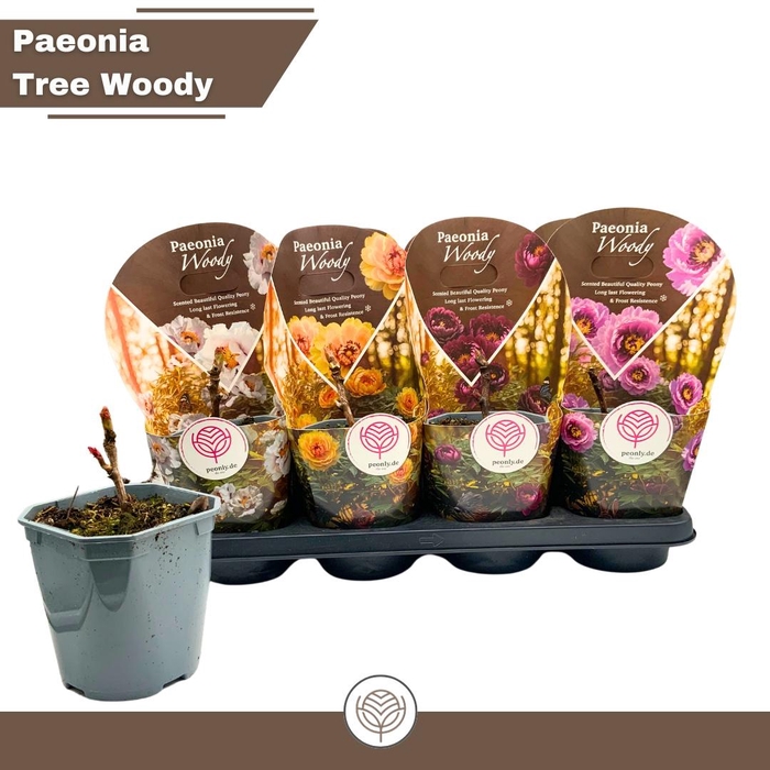 <h4>PAEONIA SUFFRUT GEM</h4>