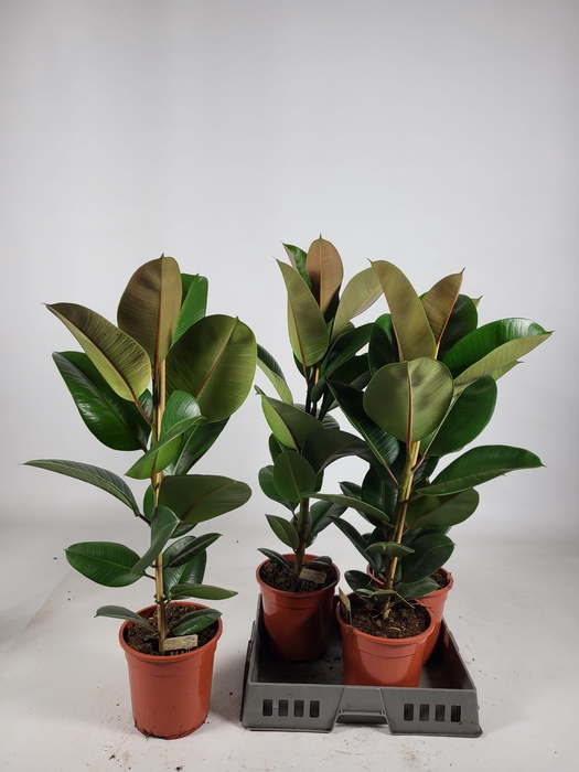 <h4>FIC EL ROBUSTA</h4>