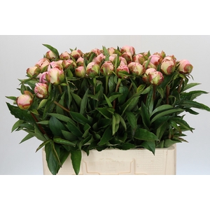 Paeonia Gardenia