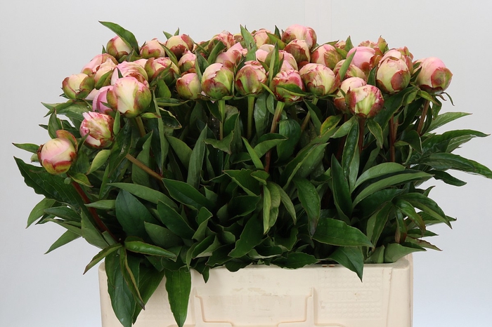 <h4>Paeonia Gardenia</h4>