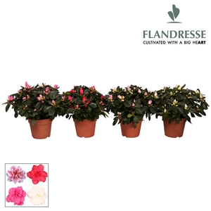Azalea Flandresse® 'gemengd' 22 - 25 cm