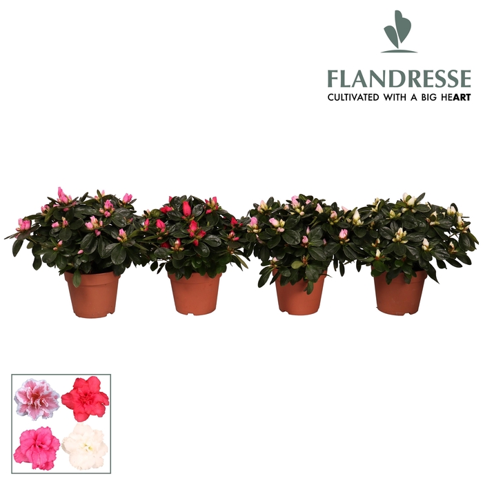 <h4>Azalea Flandresse® 'gemengd' 22 - 25 cm</h4>