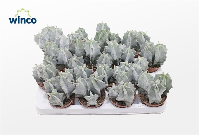 <h4>Ritterocereus Pruinosus</h4>