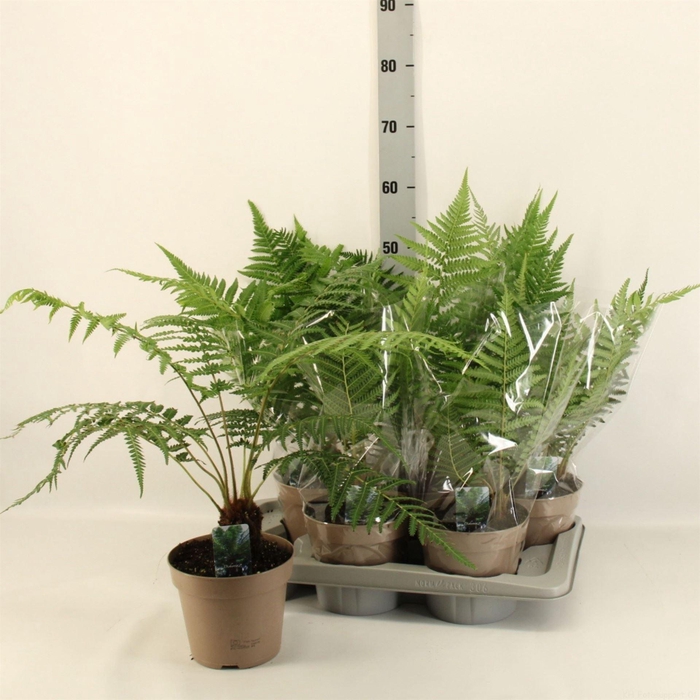 <h4>Dicksonia antarctica</h4>