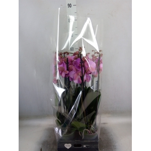 Phalaenopsis  'Ant Orlando'