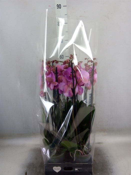 <h4>Phalaenopsis  'Ant Orlando'</h4>