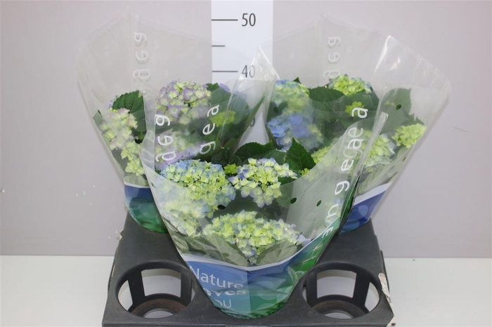<h4>Hydrangea Early Blue 8-9</h4>