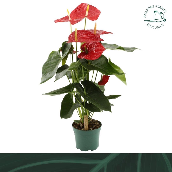 <h4>Anthurium Andreanum Oregon 17Ø 70cm 5fl</h4>