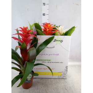 Guzmania   ...mix