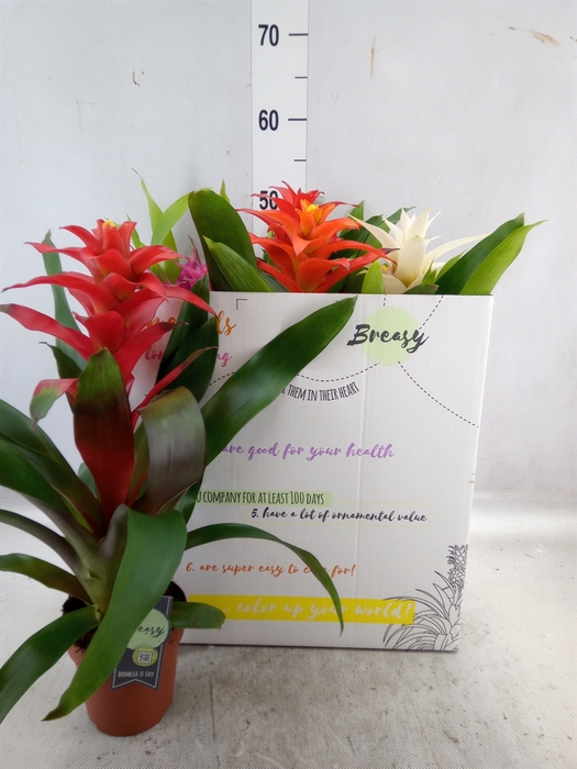 <h4>Guzmania   ...mix</h4>