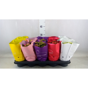 Kalanchoe blos.   ..rosebud rs fl 5