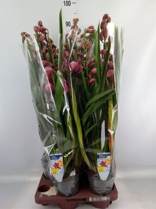 <h4>Cymbidium   ...</h4>