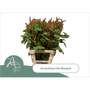 Amar Cr Hot Biscuits